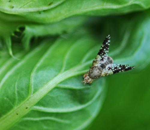 Tephritis conura